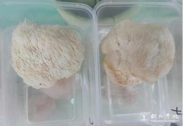 高健强副教授团队的梵净山野生猴头菇林下栽培试验喜获成功