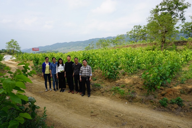 3 桑树基地_副本.jpg