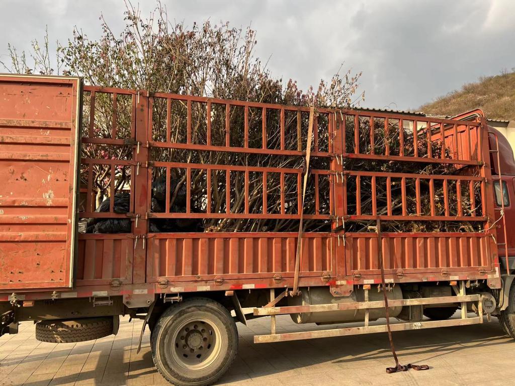 20220413-情系椴木沟 植树暖民心活动树木.jpg